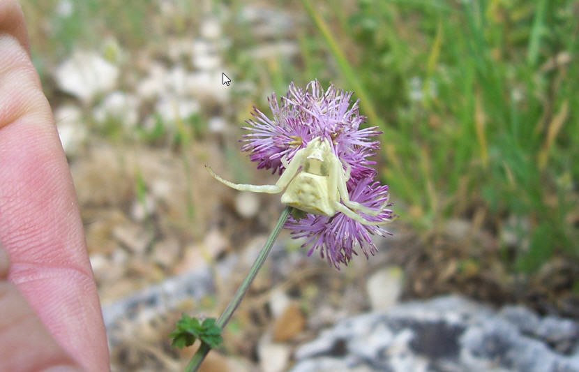 Thomisus onustus
